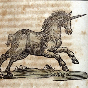 A unicorn or unicorn, mythological animal - Engraving from a work by Athanasius Kircher