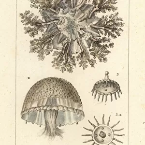 Upside-down jellyfish, Cassiopea frondosa 1, Melicertum species 2 and obelia polyp 3