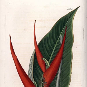 Variete d heliconia (so-called floury) - Plate engraved by S. Watts, based on an illustration by Sarah Anne Drake (1803-1857), from the Botanical Register of Sydenham Edwards (1768-1819), England, 1833 - Powdered heliconia