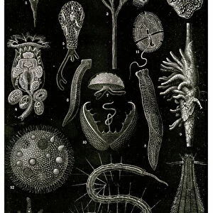 Varieties of microscopic Marine organisms, 1900 (litho)