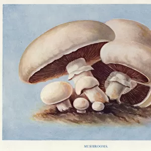 Vegetable Growers Guide: Mushrooms (colour litho)