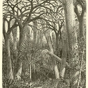 Vegetation of the Carboniferous or Coal Period (engraving)