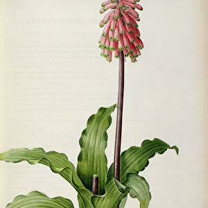 Veltheimia Capensis, from Les Liliacees, c. 1805 (coloured engraving)