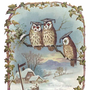 Victorian New Year card of three wise owls perchered on a branch wearing graduation motar