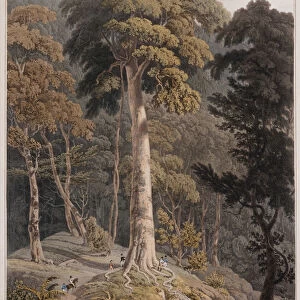 View of the Great Tree, Prince of Wales Island, 1821 (aquatint)