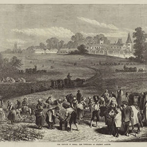 The Vintage in Medoc, the Vineyards of Chateau Lafitte (engraving)