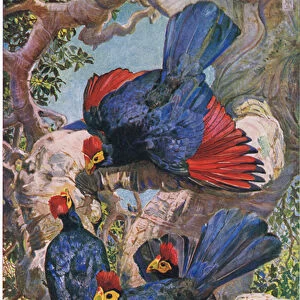 Violet Plantain Eaters, illustration from Wonders of Lands and Sea