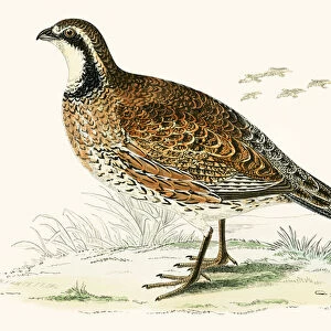 Virginian Partridge