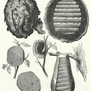 Wasps Nests (engraving)