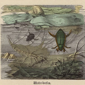 Water-beetles (coloured engraving)