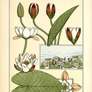 The Water Lily (colour litho)
