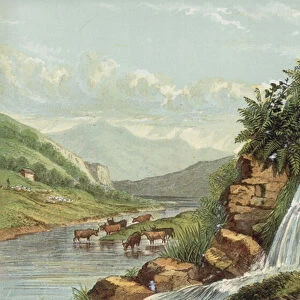 Waterfall and cattle