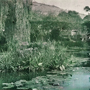 Waterlily Pond and Japanese Bridge in Monets Garden at Giverny, early 1920s (photo)
