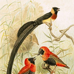 Weaver Birds