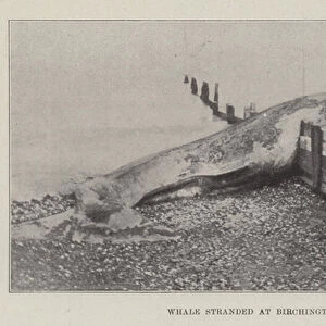 Whale stranded at Birchington-on-Sea (b / w photo)