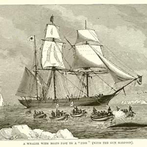 A Whaler with Boats fast to a "Fish"(with the Gun Harpoon) (engraving)