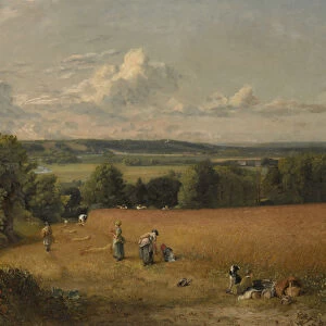 The Wheat Field, 1816 (oil on canvas)