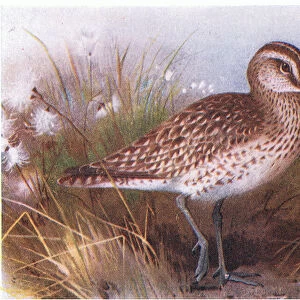 Whimbrel, from Birds of the British Isles and Their Eggs published by Frederick Warne