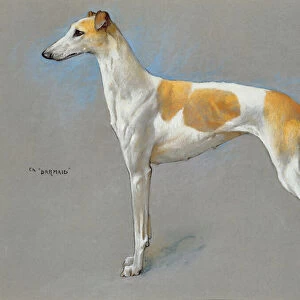 The white and fawn champion greyhound bitch Barmaid (pastel on paper)