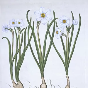 Three white Narcissi, from Hortus Eystettensis, by Basil Besler (1561-1629) pub
