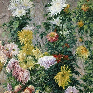 White and Yellow Chrysanthemums, 1893 (oil on canvas)