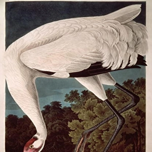 Whooping Crane, from Birds of America