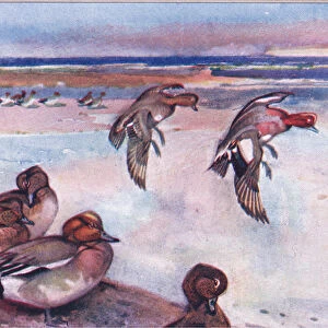 Widgeons, illustration from Wild Nature & Country Life published by Hodder & Stoughton, c