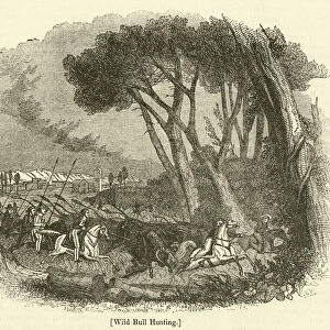 Wild Bull Hunting (engraving)