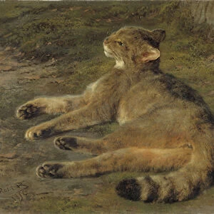Wild Cat, 1850 (oil on canvas)