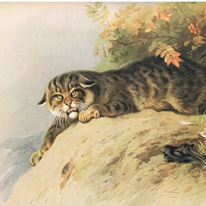 Wild Cat, from Thorburns Mammals published by Longmans and Co, c