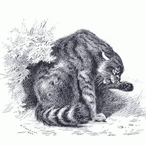 Wild Cat, from Thorburns Mammals published by Longmans and Co, c. 1920 (litho)