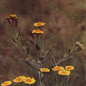 Wild flowers: Fleabane (colour photo)