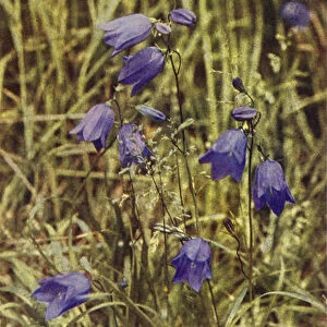 Wild flowers: Hairbell (colour photo)