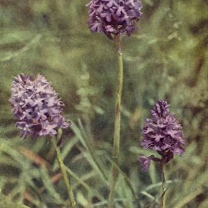Wild flowers: Pyramid Orchis (colour photo)