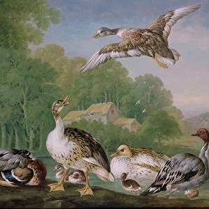 Wild Fowl, 18th century