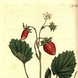 Wild strawberry, Fragaria vesca (One-leaved strawberry or strawberry of Versailles, Fragaria monophylla). Handcolured copperplate engraving after a botanical illustration from William Curtis The Botanical Magazine, Lambeth Marsh, London, 1787