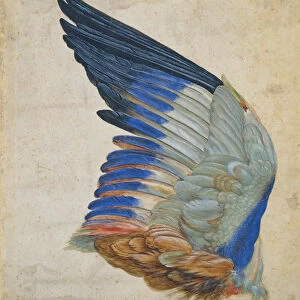 Wing of a Blue Roller, copy of an original by Albrecht Durer of 1512 (w / c on paper)