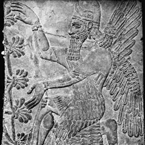 Winged Genie Worshipping the Sacred Tree, from the Palace at Nimrud (stone) (b / w photo)