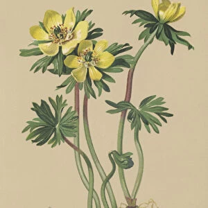 Winter Aconite (Eranthis hiemalis, Eranthis hyemalis) (colour litho)