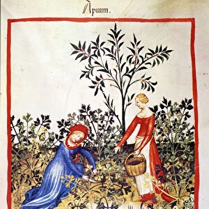 Two women are picking parsley. Illumination from the milking of medicine