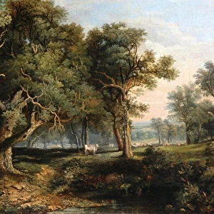 Woodland Scene (oil on canvas)