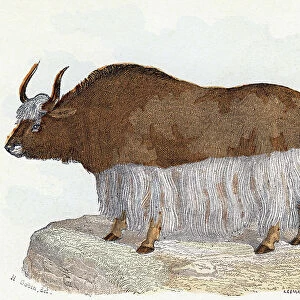 Yack (yak) - " Alphabet illustrates animals" 19th century (engraving)