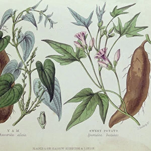 Yam and Sweet Potato (colour engraving)