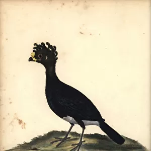 Yellow-knobbed curassow, Crax daubentoni, male. (Curasso, Crax globicera) Near threatened. Handcoloured copperplate engraving of an illustration by C. Hayes from William Hayes