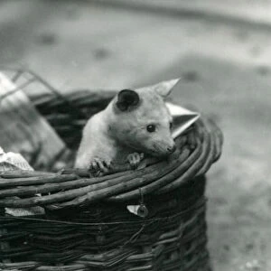 A young albino Opossum peering out of a basket at London Zoo, October 1920 (b / w photo)