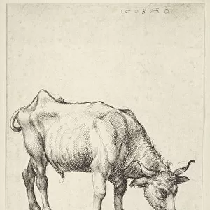 Young Bull, c. 1493 (pen & black ink on ivory laid paper)