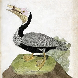 Zoological chart (ornithology): American bigarre pelican