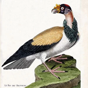 Zoological chart (ornithology): the king of vultures (sarcoramph king or sarcoramphus