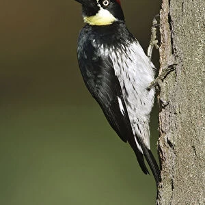 Acorn Woodpecker, Melanerpes formicivorus, United States