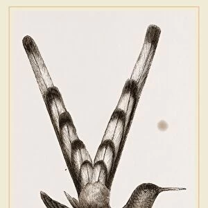 Bar-tailed Humming bird